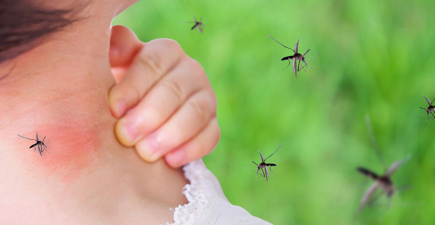 Sivrisinek Mücadelesi